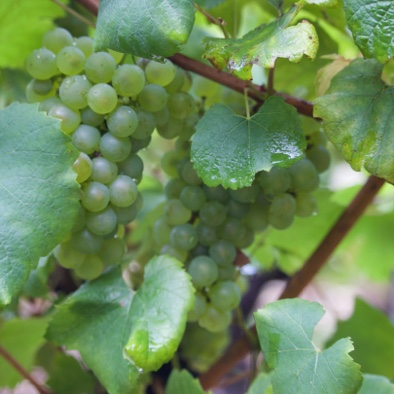 L'Aurore raisins chardonnay