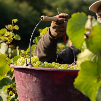 L'Aurore vendangeurs dans les vignes