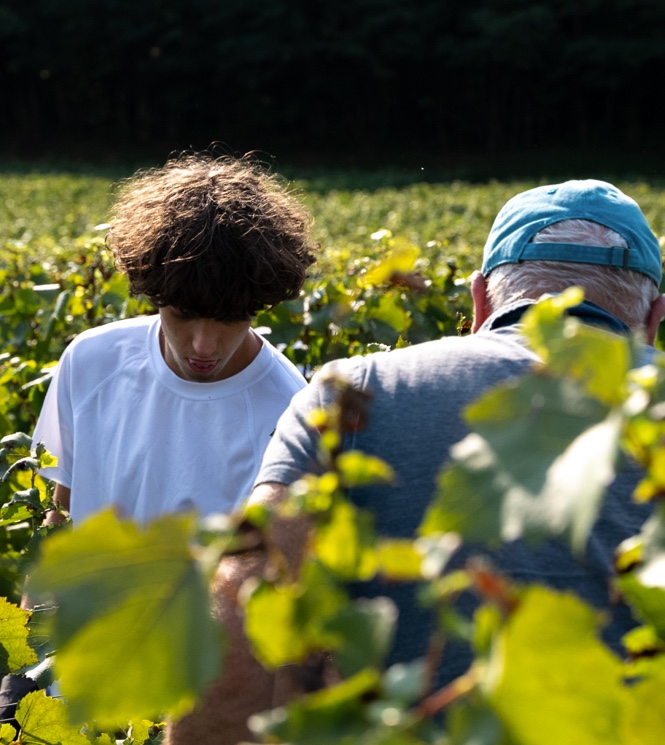 L'Aurore vendangeurs dans les vignes