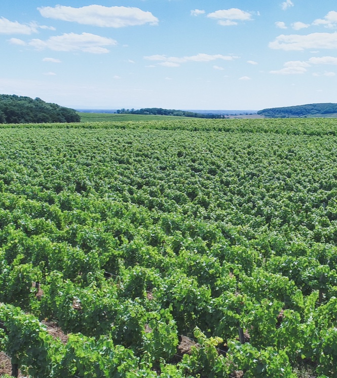 L'Aurore Vignoble Chardonnay
